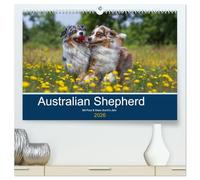 Australian Shepherd 2026 (hochwertiger Premium Wandkalender 2026 DIN A2 quer), Kunstdruck in Hochglanz: Mit Paul und Maex durch's Jahr