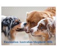 Australian Shepherd 2026 (Tischkalender 2026 DIN A5 quer), CALVENDO Monatskalender: Mit den Aussies durch's Jahr...