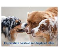 Australian Shepherd 2026 (Wandkalender 2026 DIN A2 quer), CALVENDO Monatskalender: Mit den Aussies durch's Jahr...