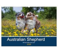 Australian Shepherd 2026 (Wandkalender 2026 DIN A2 quer), CALVENDO Monatskalender: Mit Paul und Maex durch's Jahr