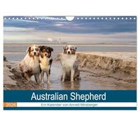 Australian Shepherd 2026 (Wandkalender 2026 DIN A4 quer), CALVENDO Monatskalender: Faszinierende und liebenswerte Wegbegleiter