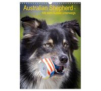 Australian Shepherd - Mit dem Aussie unterwegs (Wandkalender 2026 DIN A3 hoch), CALVENDO Monatskalender: Erleben Sie die vier Jahreszeiten mit dem Australian Shepherd