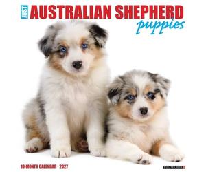 Australian Shepherd Puppies 2027 Wall