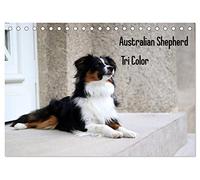 Australian Shepherd Tri Color (Tischkalender 2026 DIN A5 quer), CALVENDO Monatskalender: Ein Australian Shepherd Kind erobert die Welt!