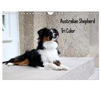 Australian Shepherd Tri Color (Wandkalender 2026 DIN A4 quer), CALVENDO Monatskalender: Ein Australian Shepherd Kind erobert die Welt!