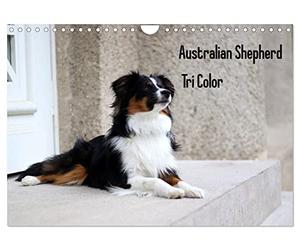 Australian Shepherd Tri Color (Wandkalender 2026 DIN A4 quer), CALVENDO Monatskalender: Ein Australian Shepherd Kind erobert die Welt!