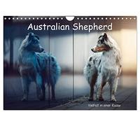 Australian Shepherd - Vielfalt in einer Rasse (Wandkalender 2026 DIN A4 quer), CALVENDO Monatskalender: Australian Shepherds in Ihrer ganzen Vielfalt