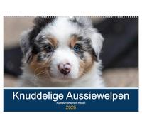Australian Shepherd Welpen 2026 (Wandkalender 2026 DIN A2 quer), CALVENDO Monatskalender: Sie sind bunt, frech und ganz wundervoll die kleinen Racker!