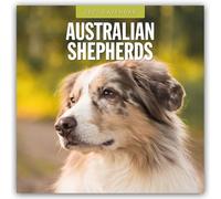 Australian Shepherds 2025 Square Wall Calendar