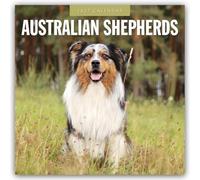 Australian Shepherds - Australian Shepherd 2027 - 16-Monatskalender: Original Red Robin Publishing Ltd-Kalender [Mehrsprachig] [Kalender]