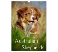 Australian Shepherds (Wandkalender 2026 DIN A3 hoch), CALVENDO Monatskalender: 13 wunderschöne Australian Shepherd Motive für das ganze Jahr