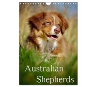 Australian Shepherds (Wandkalender 2026 DIN A4 hoch), CALVENDO Monatskalender: 13 wunderschöne Australian Shepherd Motive für das ganze Jahr