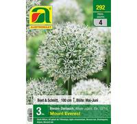 AUSTROSAAT Aglio Ornamentale Gigante - Mount Everest - 3 bulbi