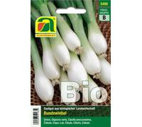 AUSTROSAAT Cipolla Precocissima Bio - Witte von Lissabon - 1 conf.