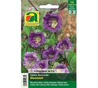 AUSTROSAAT Cobaea Scandens - Blu Viola - 1 conf.