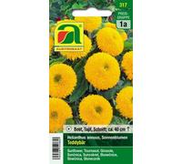 AUSTROSAAT Girasole - Teddybär - 1 conf.