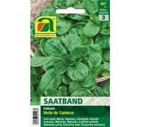 AUSTROSAAT Nastro per la Semina - Valeriana "Verte de Cambrai" - 1 conf.