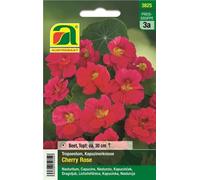 AUSTROSAAT Nasturzio "Cherry Rose" - 1 conf.