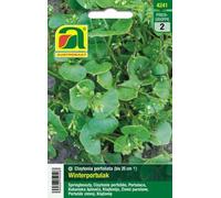 AUSTROSAAT Portulaca Invernale - 1 conf.