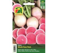 AUSTROSAAT Ramolaccio - Misato Rose Flesh - 1 conf.