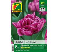 AUSTROSAAT Tulipani Precoci a Doppio Fiore - Showcase - 5 bulbi