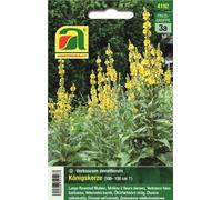 AUSTROSAAT Verbasco Falso Barbasso - 1 conf.