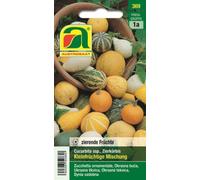 AUSTROSAAT Zucchetta Decorativa - Mix - 1 conf.