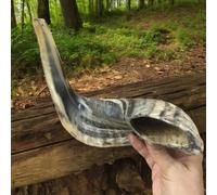 Autentico Ram Horn Shofar Sinagoga Preghiera 25-30 Cm Forma Naturale Spedizio...