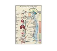 Autonomic Nervous System Art Print - Color-Coded Anatomy Diagram, Scientific Wall Decor for Medical Office, Study Room, or Gift for Healthcare Student(Framed,12x18inch(30x45cm))
