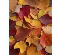Autumn Leaves Notebook: Large Graph Paper Journal for School, Math, Planning, Sketching and Creative Projects