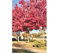 Autumn Moments Undated Weekly Planner: Pocket Size 5x8 Minimalist Personal Agenda with Cozy Autumn Photography for Busy Women, Teachers and Writers