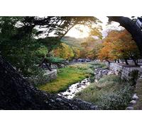 Autunno lungo il ruscello - Puzzle da 1000 pezzi per adulti (14 anni+)