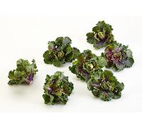 Autunno Stella ibridi Kalettes - 10 semi - Nouveau pour il 2015!:Graines