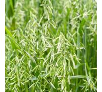 Avena giardino esotico balcone resistenti semi in, perenne resistenti selvatici balcone letti 450pcs