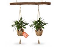 Avilia - Portavasi Sospesi in Macramè Intrecciato a Mano per Vaso per Piante da Interno, Decorazione Boho Rustica Facile da Appendere con Ganci Inclusi, Stile Elegante e Salvaspazio