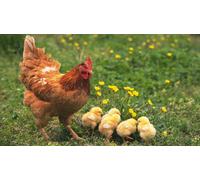 Aviovaiole 10kg Mangime Completo Integrato per galline ovaiole polli avicoli