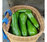 avocado balcone resistenti Aiuole rialzate giardino colonnare giardino semi di 15pcs