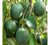 avocado giardino interno balcone inverno espaldera colonnario semi balcone resistenti giardino del comprar bonsáis 10pcs