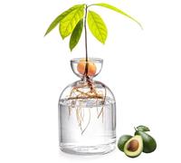 Avocado - Vaso di avocado, 3,4 x 5,4 pollici, vaso di avocado, vaso di avocado, vaso trasparente per coltivazione di alberi, vasi di germogli per radici d'acqua