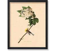 AVWXZBDFH Poster Vintage Con Stampa Di Vireo Dalla Gola Gialla, Uccelli D'America, Quadri Su Tela Per La Decorazione Della Cameretta Dei Bambini, 40X60 Cm, Senza Cornice