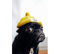 Awesocrafts - Kit per diamond painting 5D, per adulti e bambini, motivo: bulldog francese in cappello, con diamante e strass