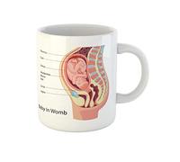 Awowee Tazza da caffè Feto Education Chart of Biology per il bambino in grembo materno, tazza da tè in ceramica da 325 ml, miglior regalo o souvenir per familiari, amici e colleghi