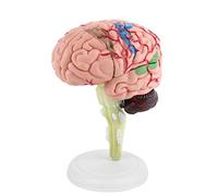AYNEFY 3 Pezzi Modello Cerebrale Umano Smontato, Plastica per L'allenamento Medico e Giocattolo, Altamente Simulato nel Vero Cervello Umano, Ideale per lo Studio di Neurologia e