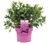 AZALEA GIAPPONE ROSA ARBUSTO PERSISTENTE RUSTICO PIANTA PER GIARDINO 2L x 1