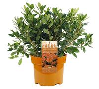 AZALEE DEL GIAPPONE ARANCIO ARBUSTO A FOGLIA PERSISTENTE PER GIARDINO PIANTE IN 2L POT x 1