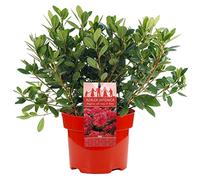 AZALEE DEL GIAPPONE ROSSO ARBUSTO A FOGLIA PERSISTENTE PER GIARDINO PIANTE IN 2L POT x 1