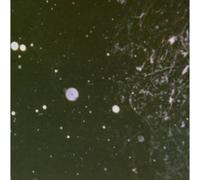 Azrael - Into Shadows Act Ii: Through Horned Shadows Glimps