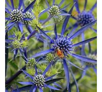 azzurro - semi di giardino semi di perenni decorativi resistenti pallone resistente balcone silvestre decorazione 200pcs