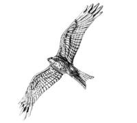 B45 Red Kite uccello rapace peltro inglese bavero / cravatta Pin Badge effetto 3d con clip per il retro del distintivo.