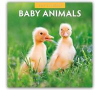 Baby Animals - Tierkinder - Tierbabys 2027 - 16-Monatskalender: Original Red Robin Publishing Ltd-Kalender [Mehrsprachig] [Kalender]